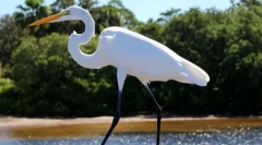 Голяма бяла чапла